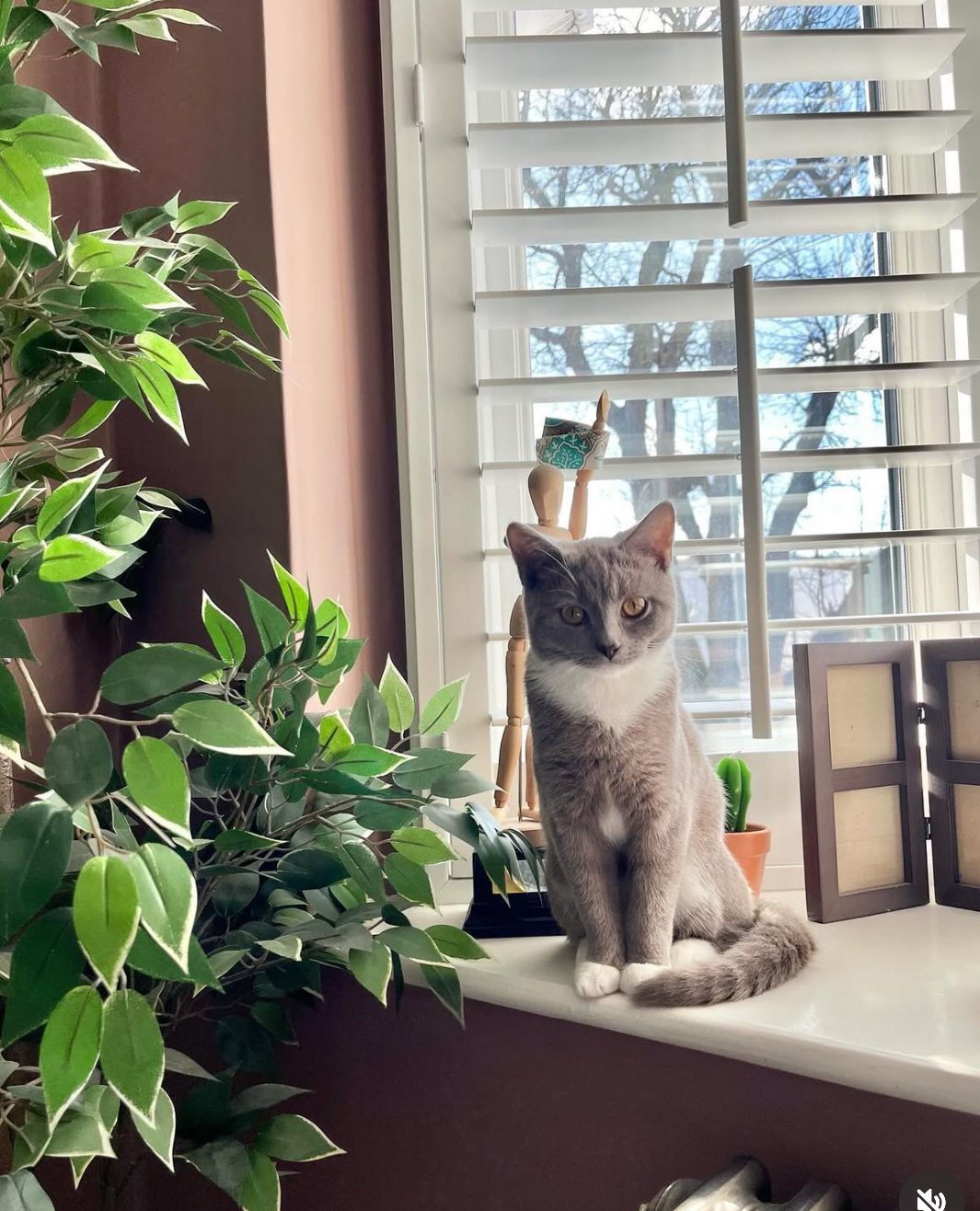What Breeds are Solid Grey Cats: Top Stunning Grey Cat Breeds