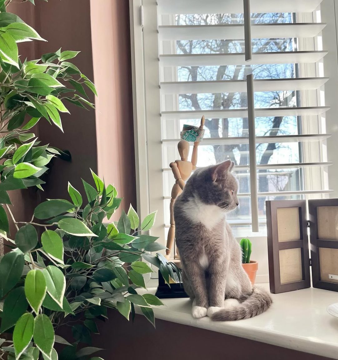 Why are Cat Breeds So Hard to Distinguish: Unveiling the Mystery