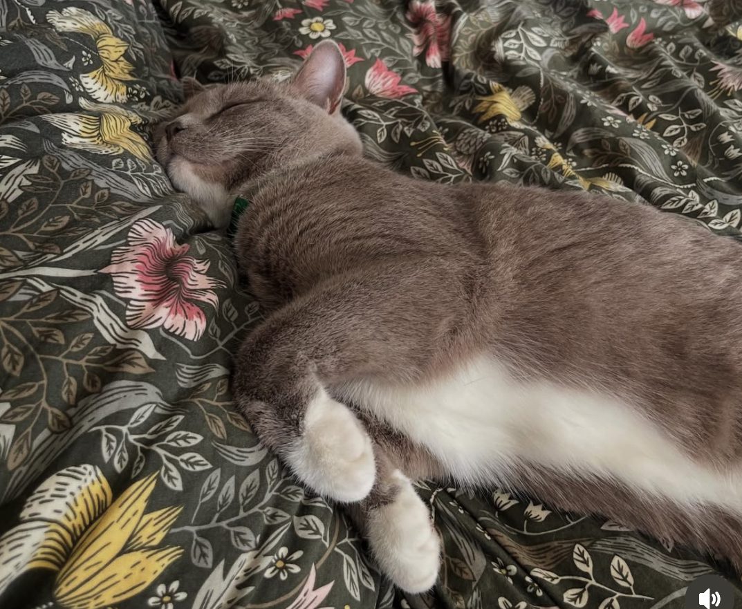 Why are Cat Breeds So Hard to Distinguish: Unveiling the Mystery